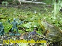 /home//u458753944/public_html/sourcegallery////////////////Frogs/Bullfrogs 2016-08 Ontario/P8120045.JPG